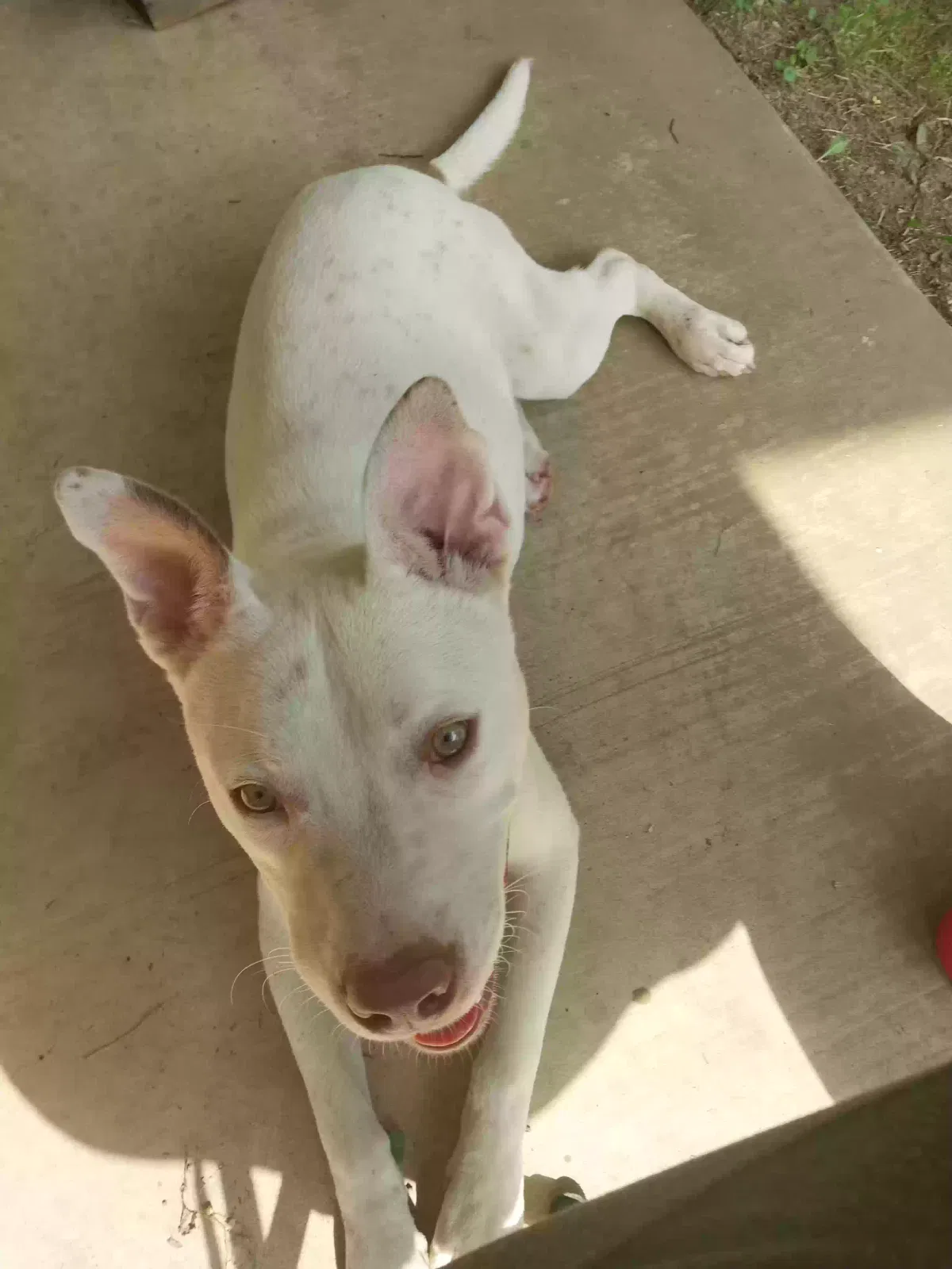 Found dog in Marshall, TX, 75672
