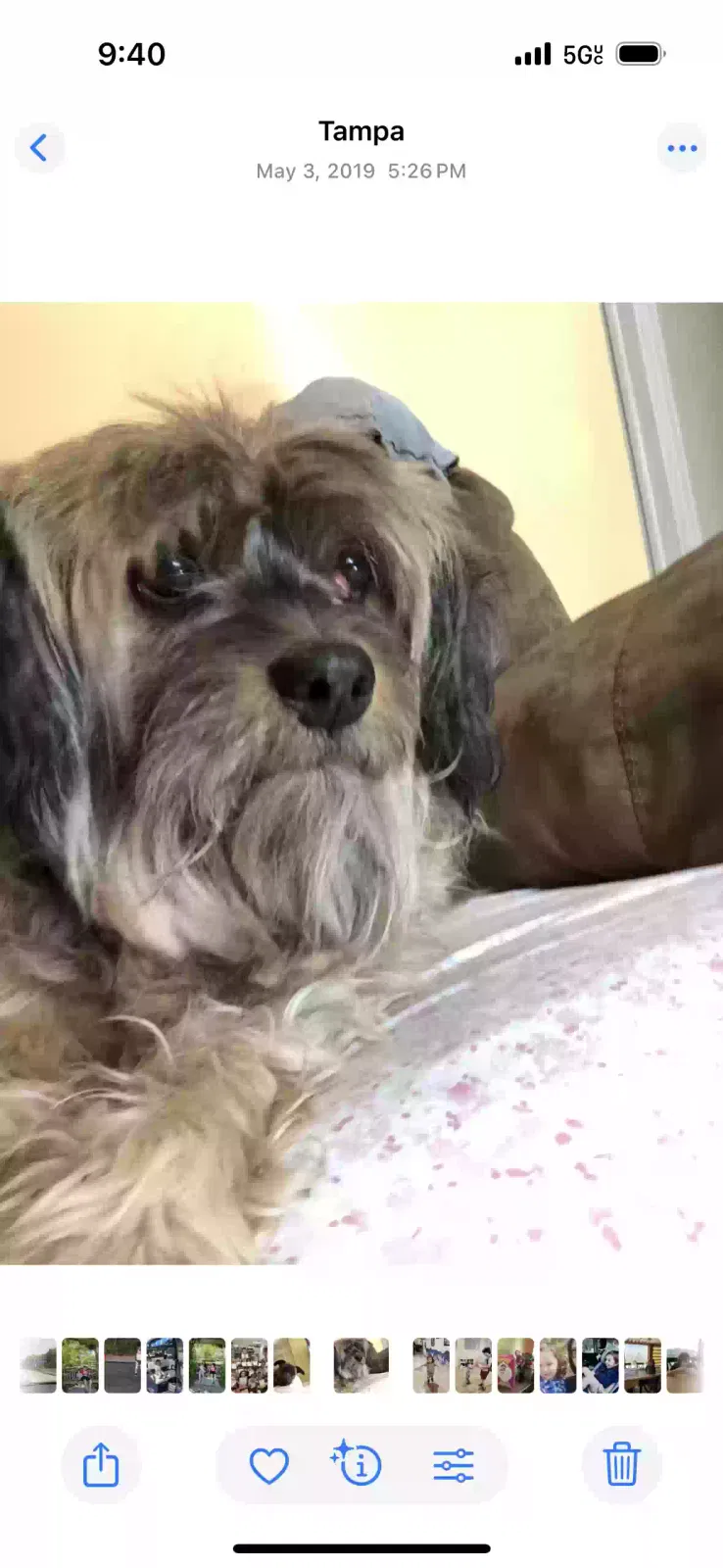 Lost dog in Tampa, FL, 33612