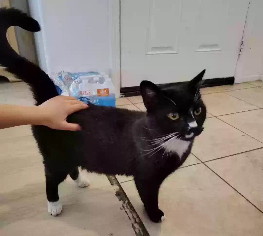 Lost cat in Broken Arrow, OK, 74012