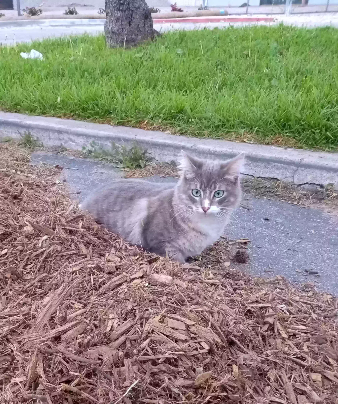 Lost cat in Newport Beach, CA, 92662