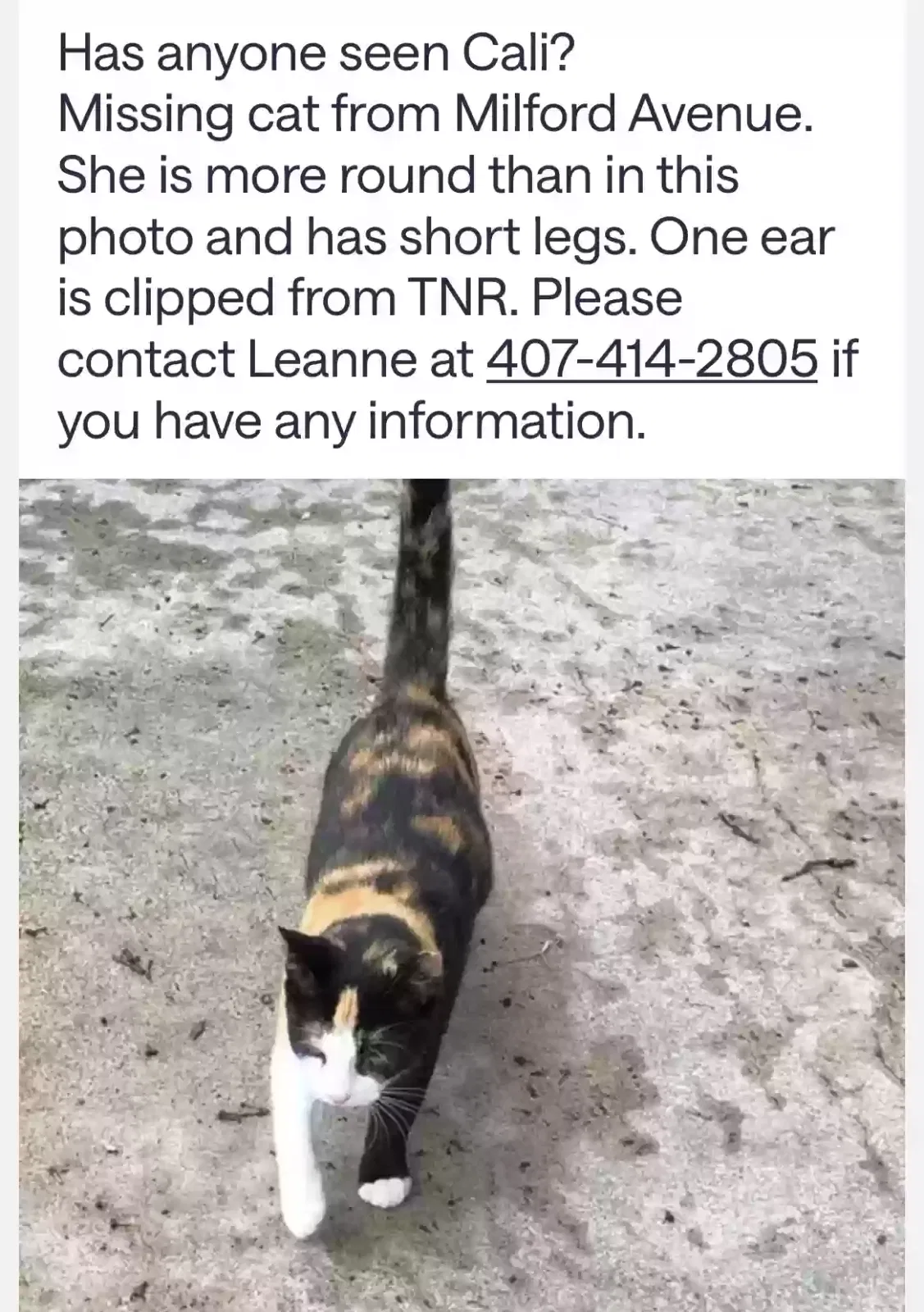 Lost cat in Orlando, FL, 32839