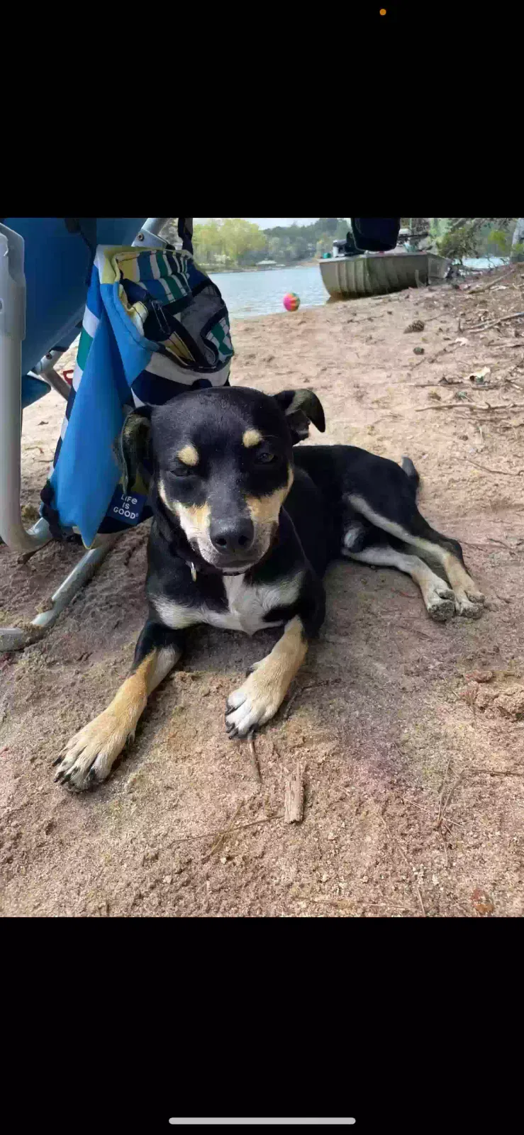 Lost dog in Greer, SC, 29651