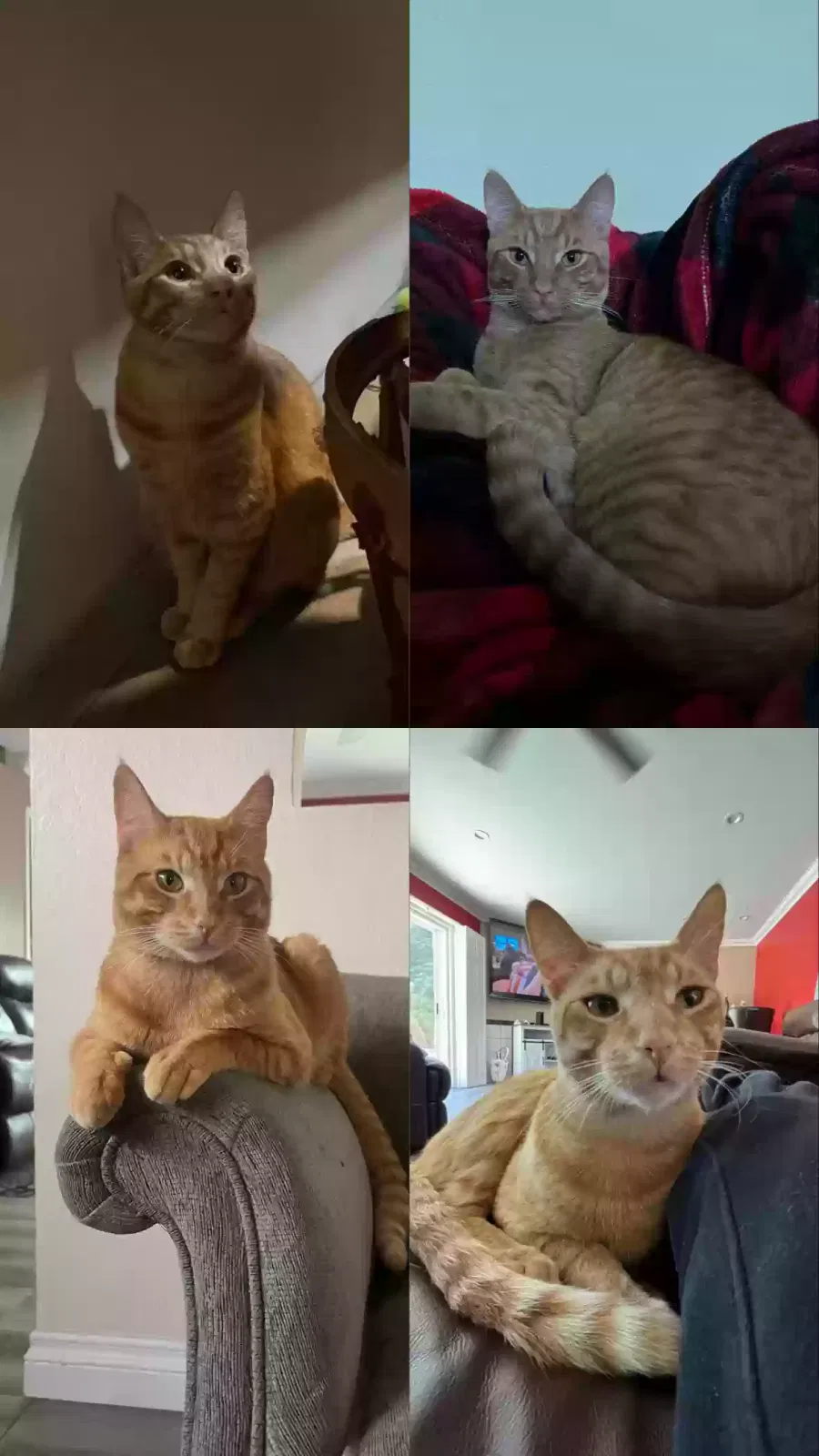 Lost cat in Whittier, CA, 90605