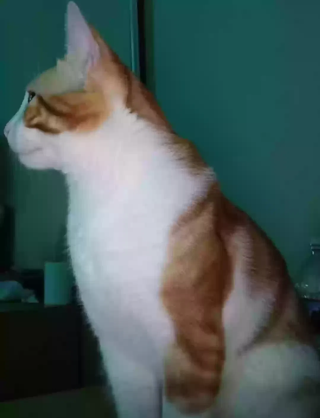 Lost cat in Spring Valley, CA, 91977
