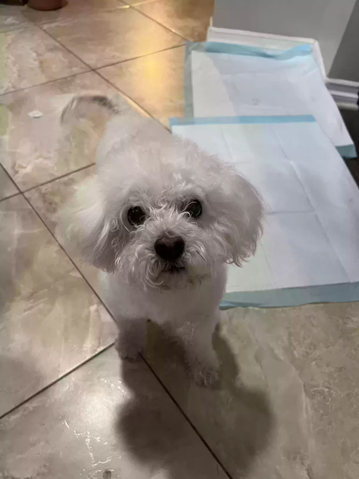 Lost dog in Fontana, CA, 92335