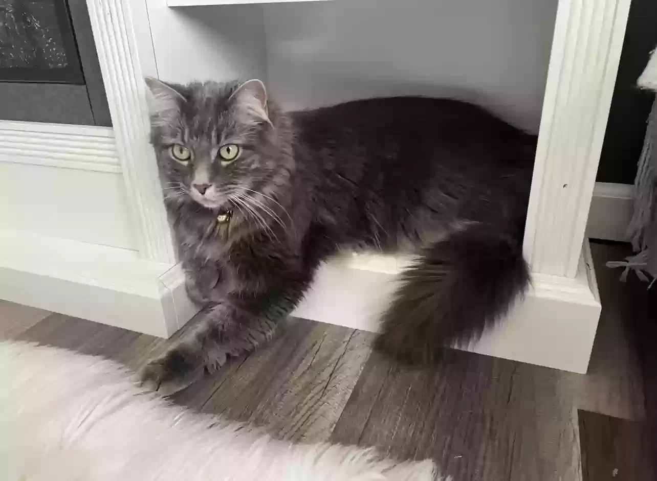 Lost cat in York, PA, 17408