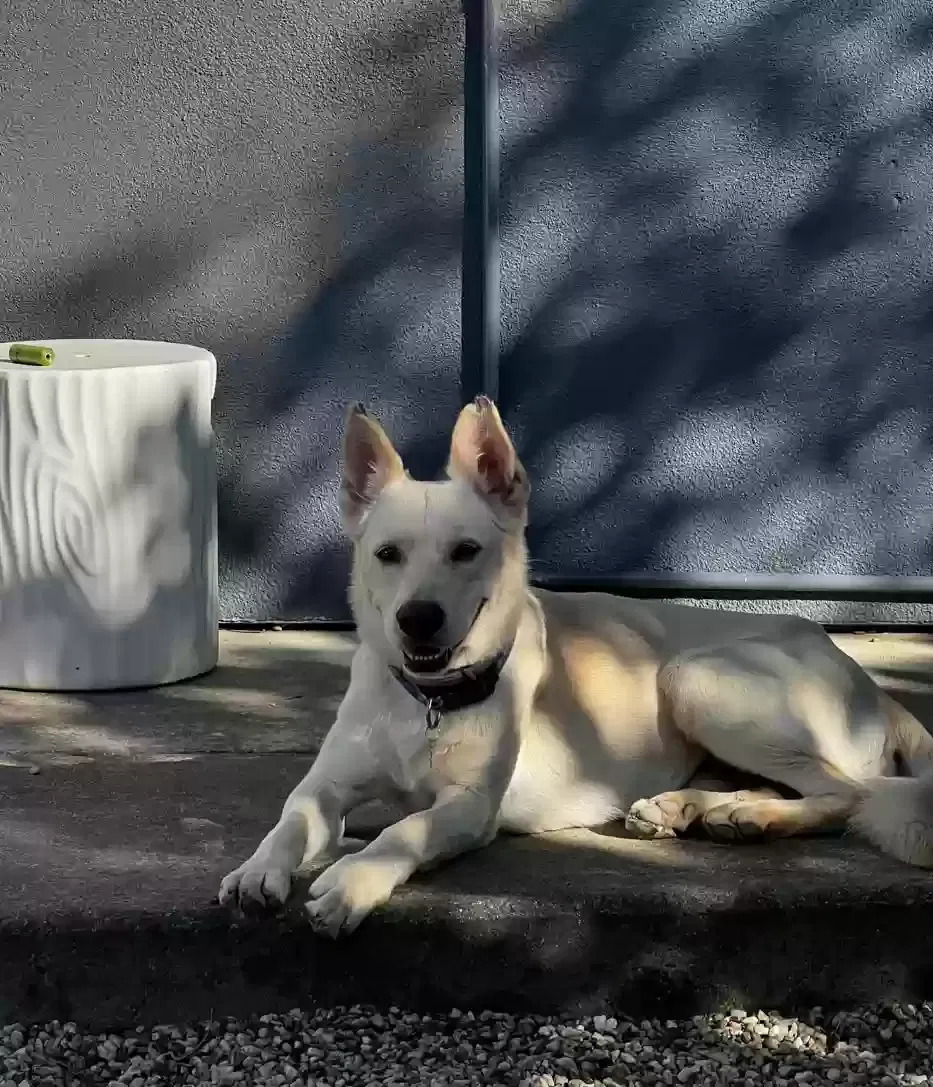 Lost dog in Oakland, CA, 94619