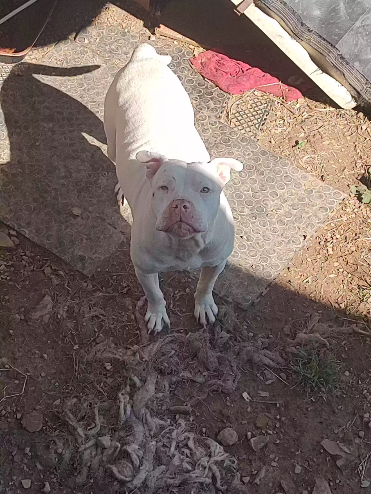 Lost dog in Warrior, AL, 35180