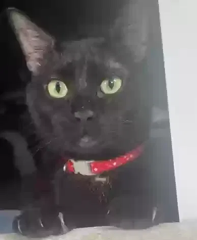 Lost cat in Houston, TX, 77080