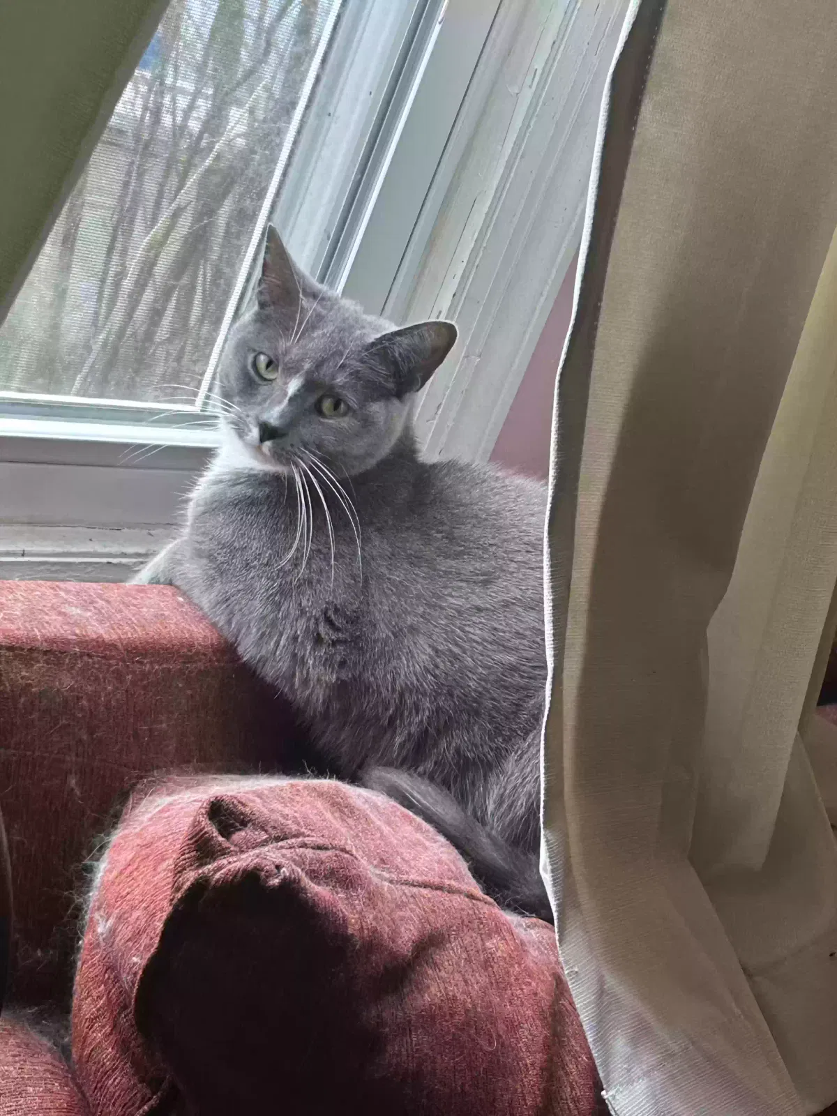 Lost cat in Washington, NJ, 7882