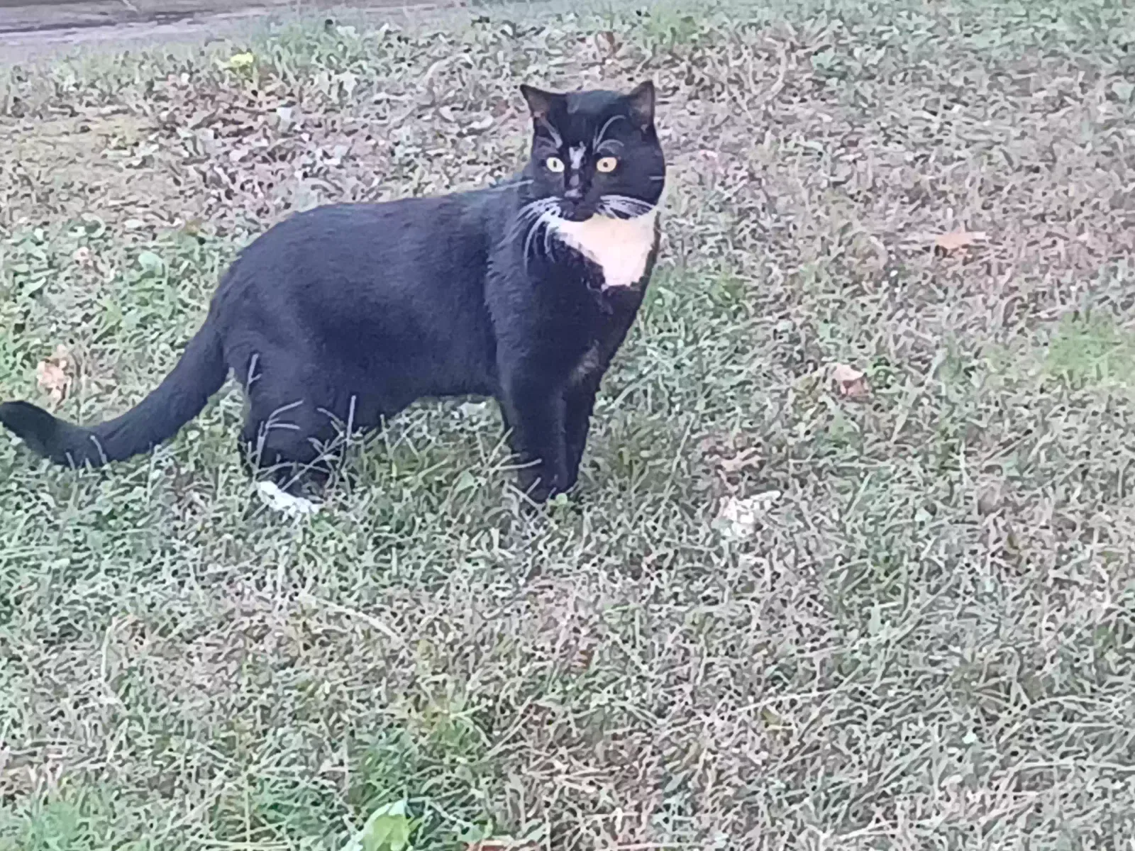 Lost cat in Wareham, MA, 2571