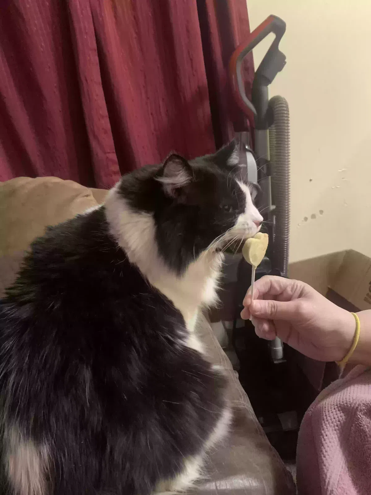 Lost cat in Lebanon, TN, 37090