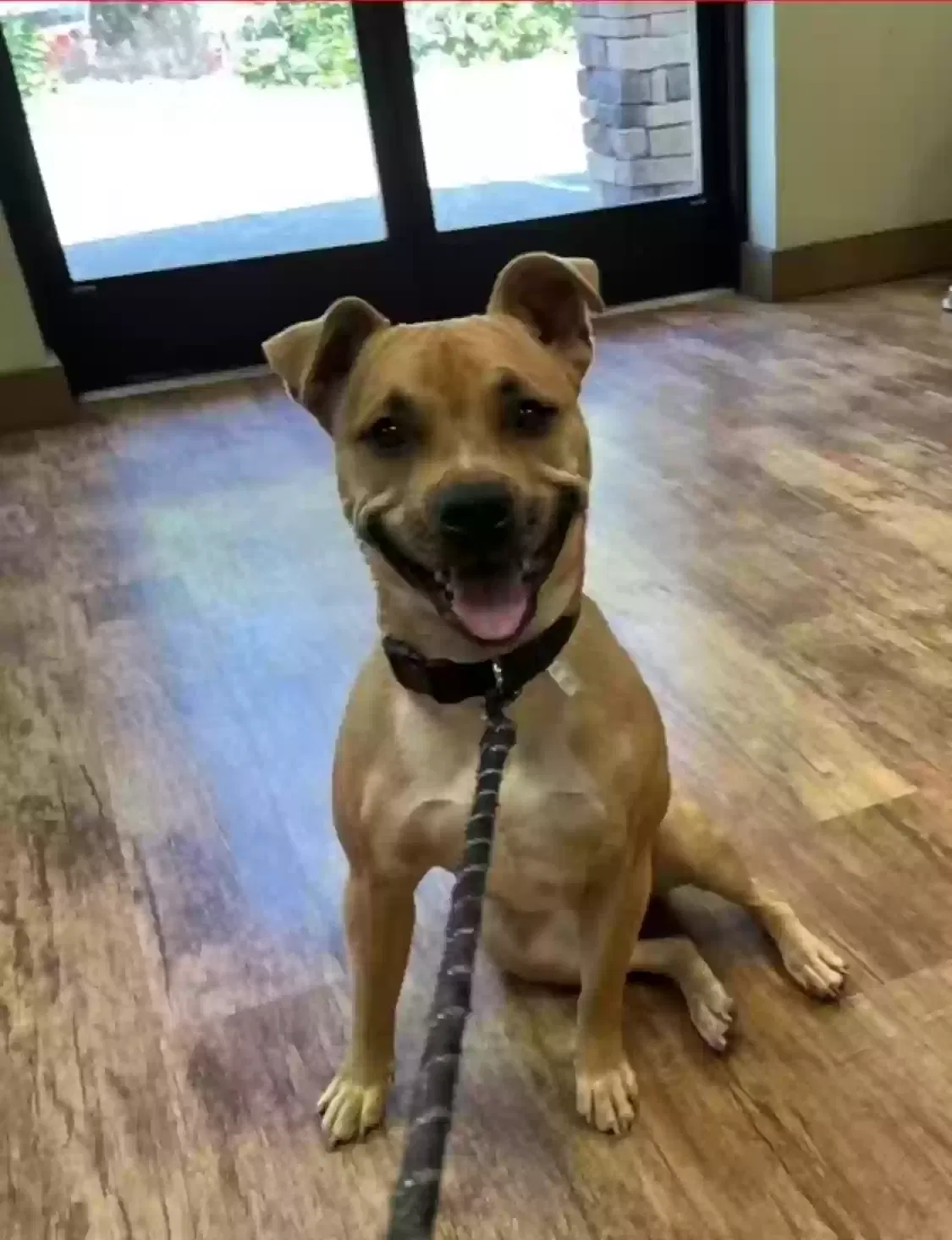 Lost dog in Concord, CA, 94518