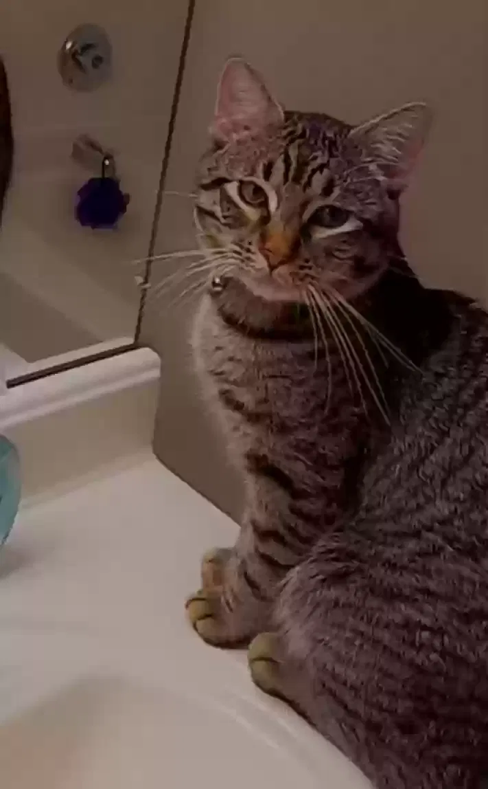 Lost cat in Acworth, GA, 30101