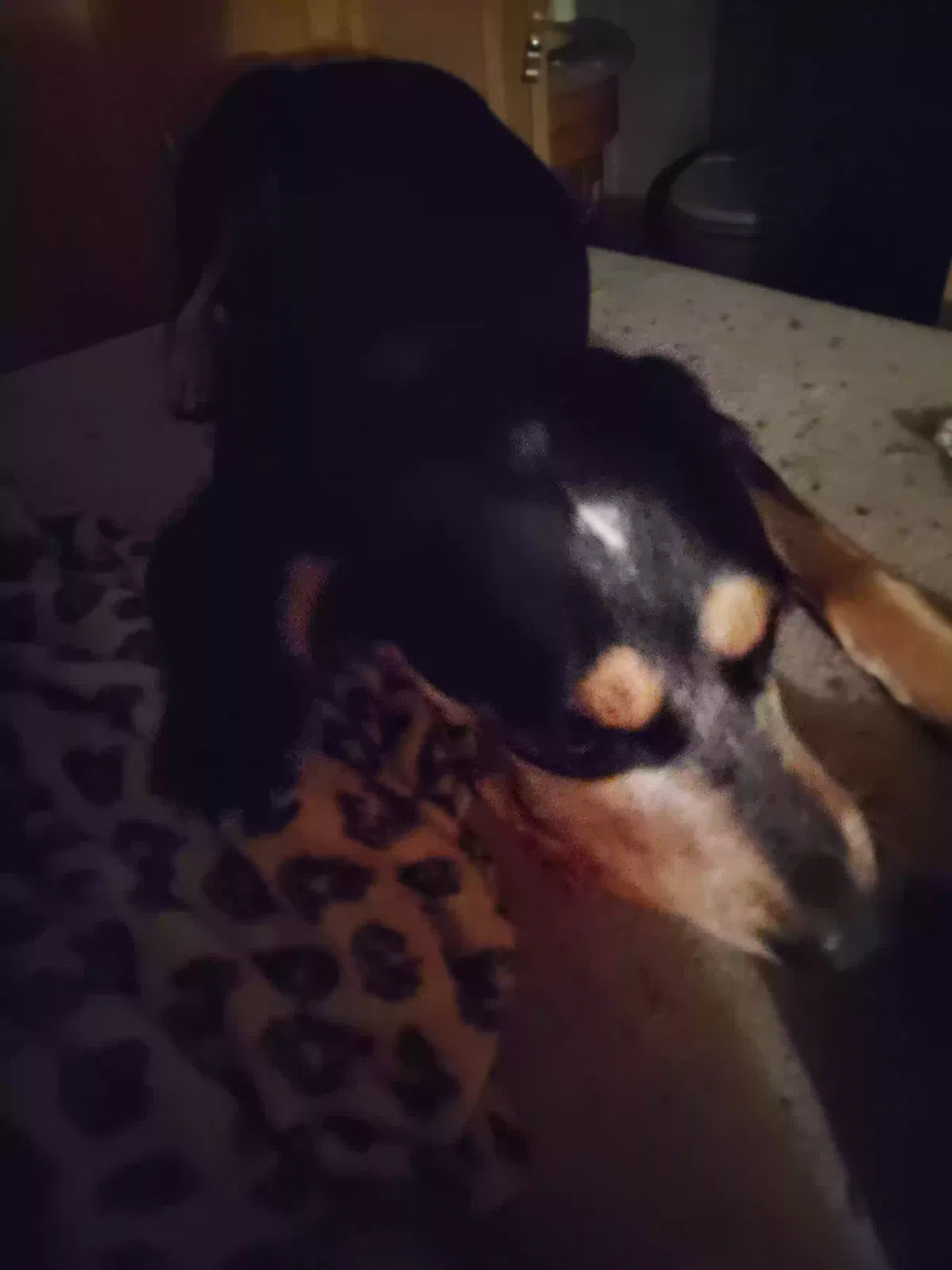 Lost dog in Copeville, TX, 75121