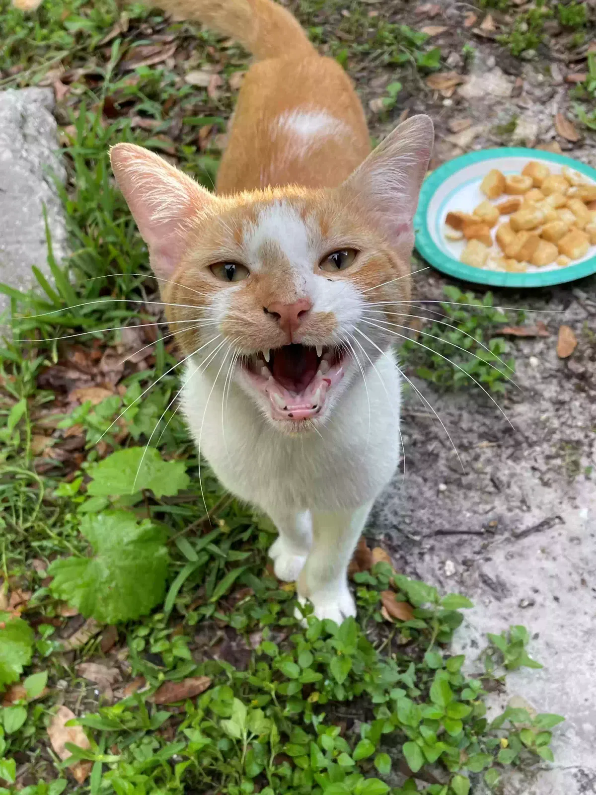 Found cat in Auburndale, FL, 33823