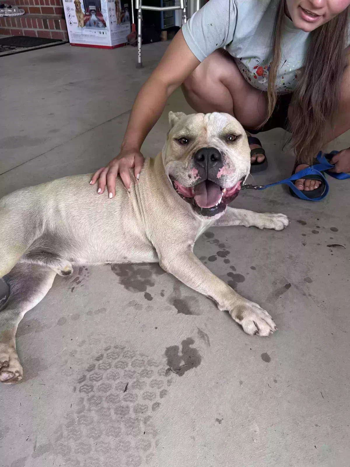 Found dog in Bailey, NC, 27807