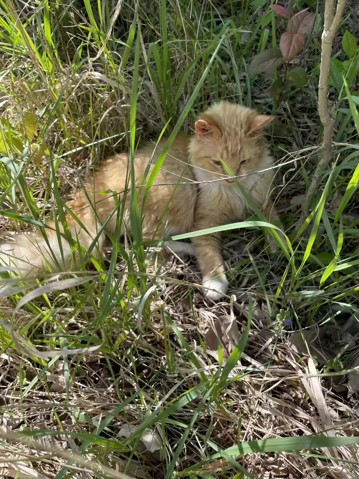 Found cat in Saint Francis, MN, 55070