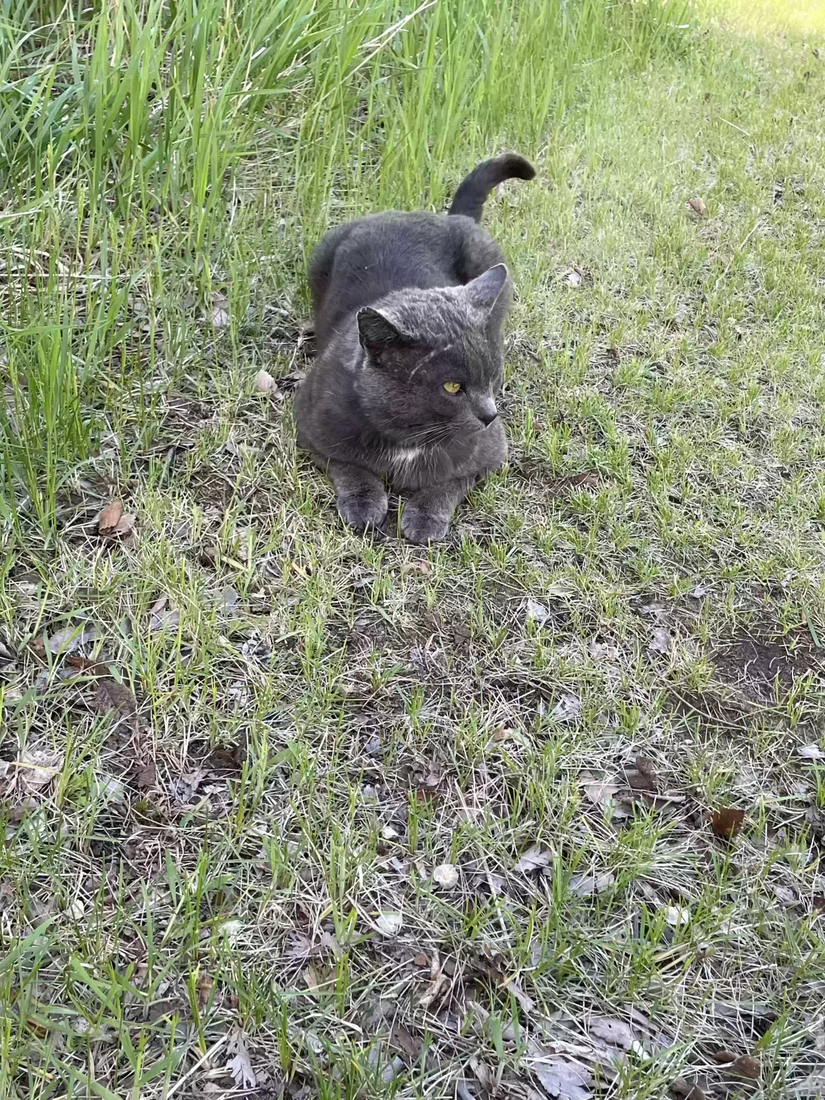 Found cat in Saint Francis, MN, 55070
