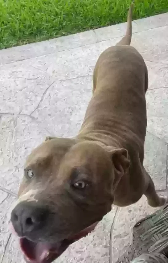 Found dog in Richmond, TX, 77406
