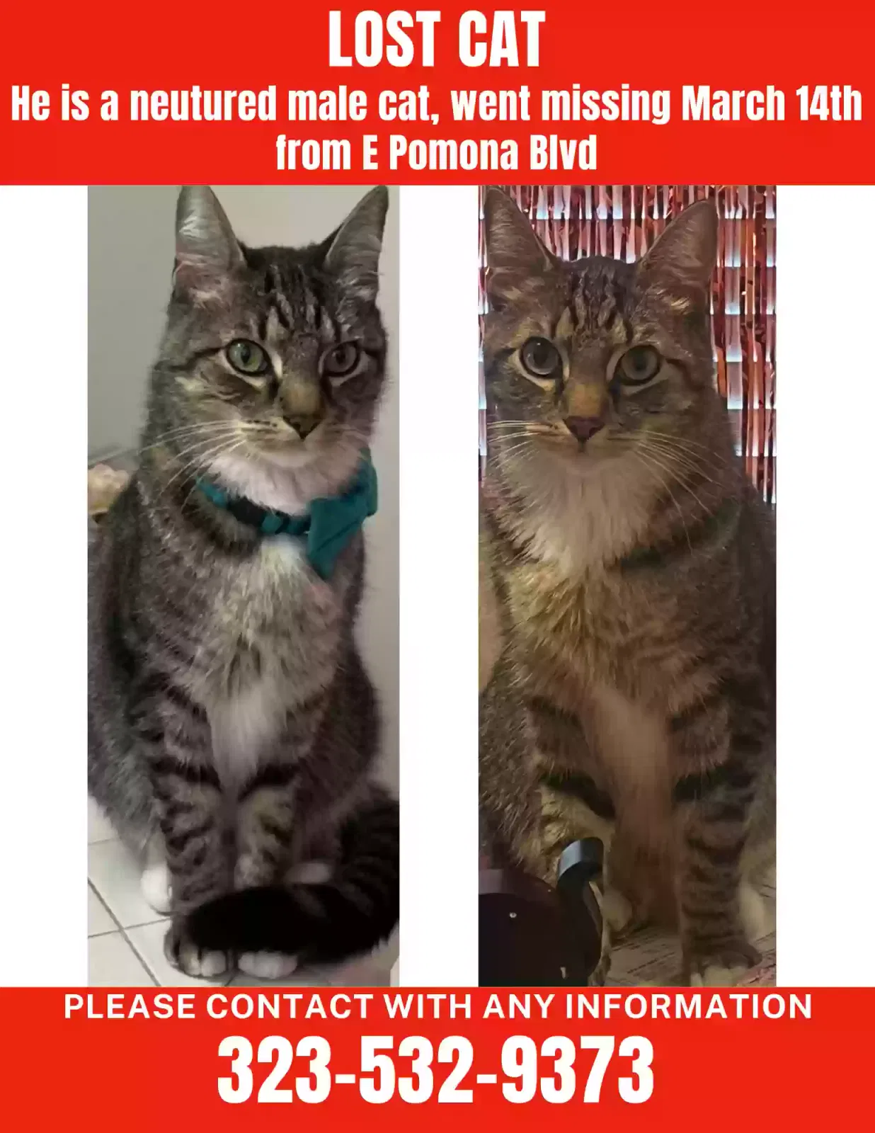 Lost cat in Monterey Park, CA, 91755