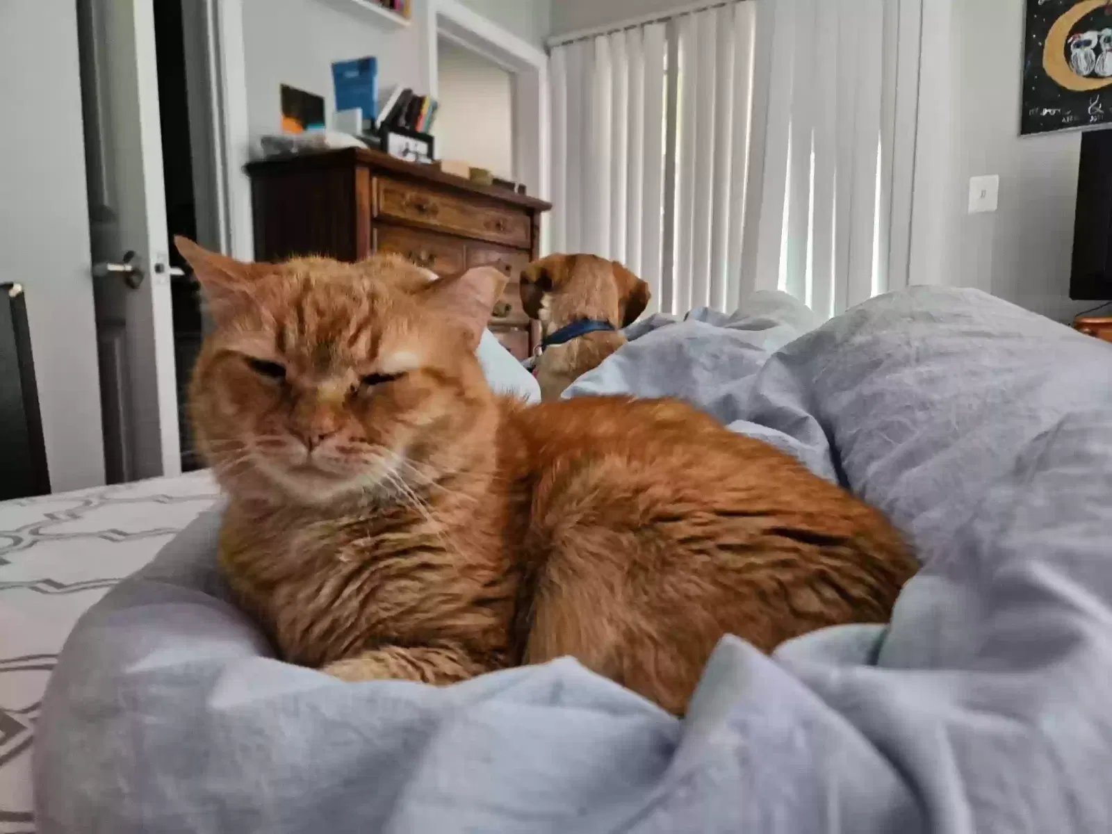 Lost cat in Alexandria, VA, 22315