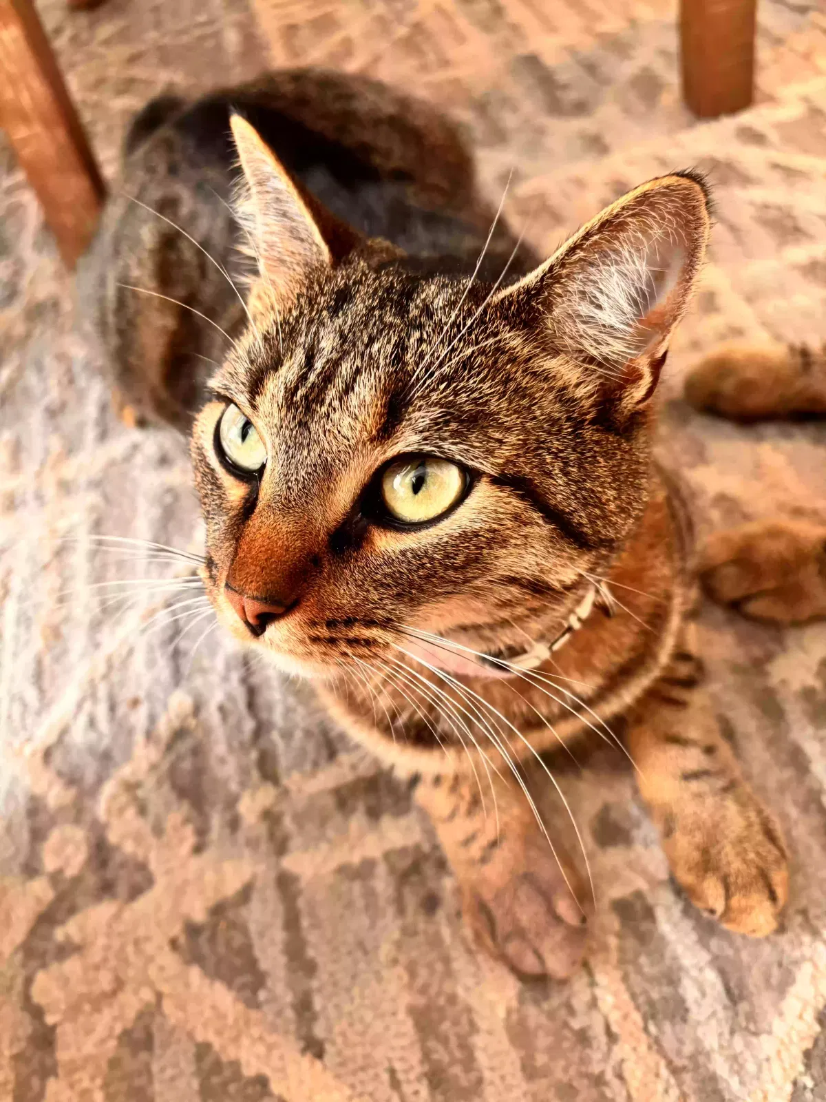 Lost cat in Conroe, TX, 77303