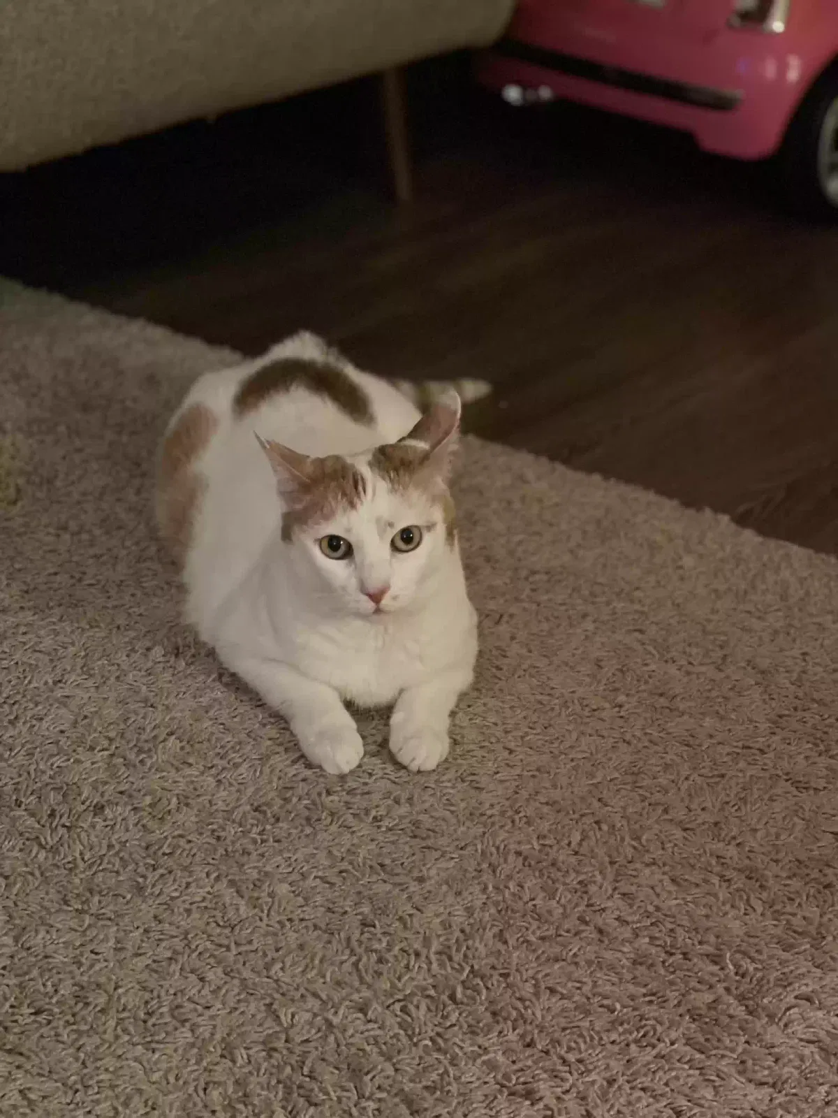 Lost cat in Aliso Viejo, CA, 92656