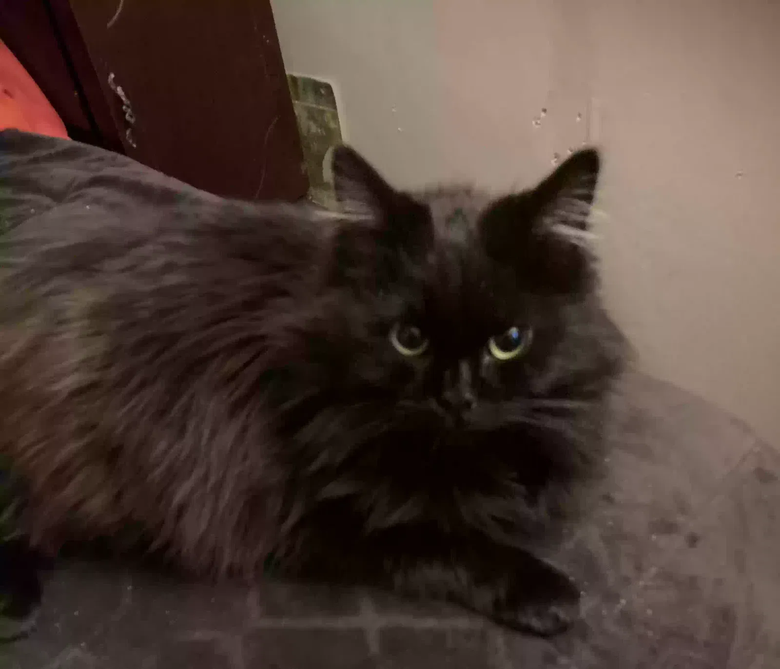 Lost cat in Henderson, NV, 89015