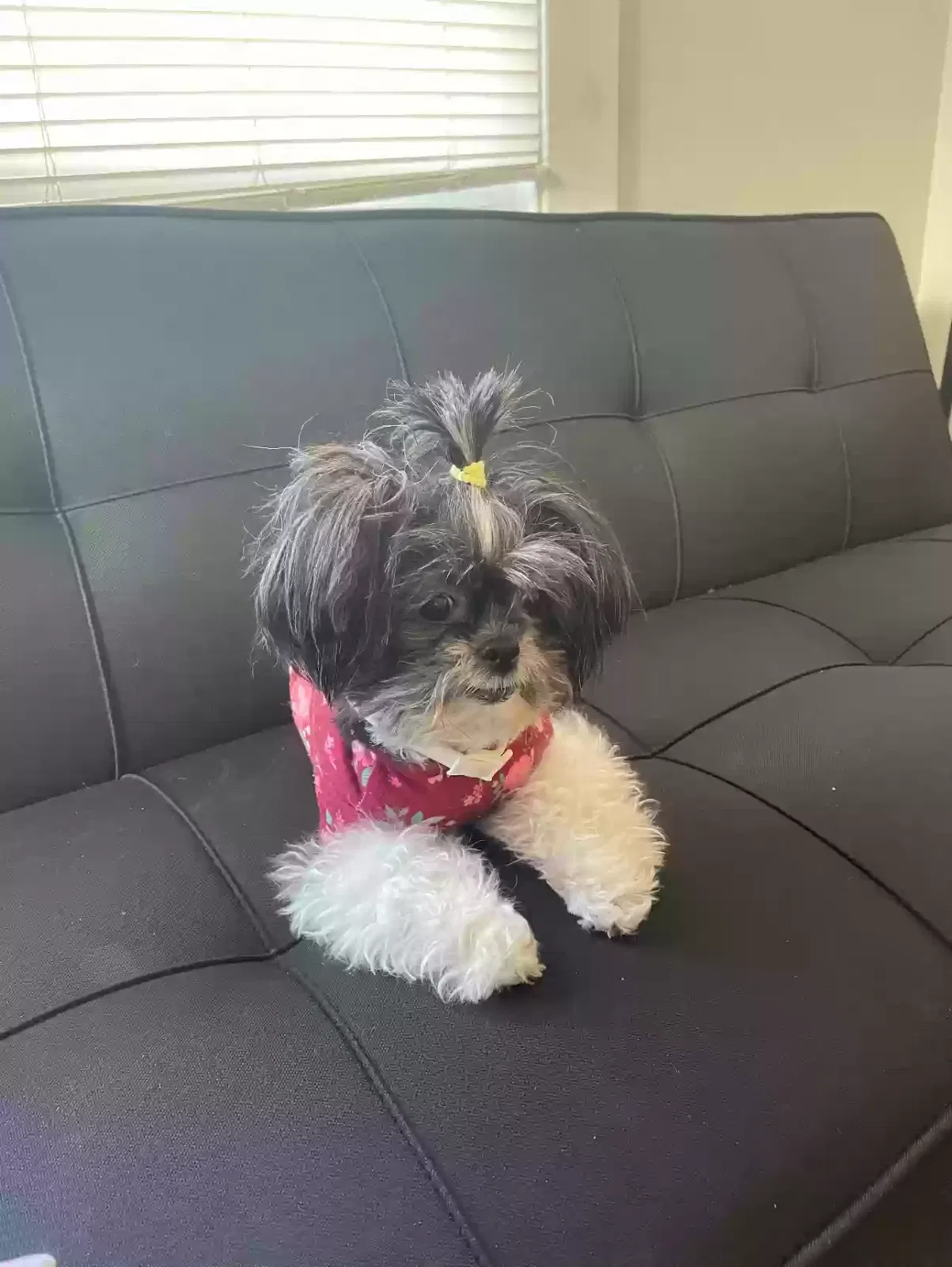 Lost dog in Albemarle, NC, 28001
