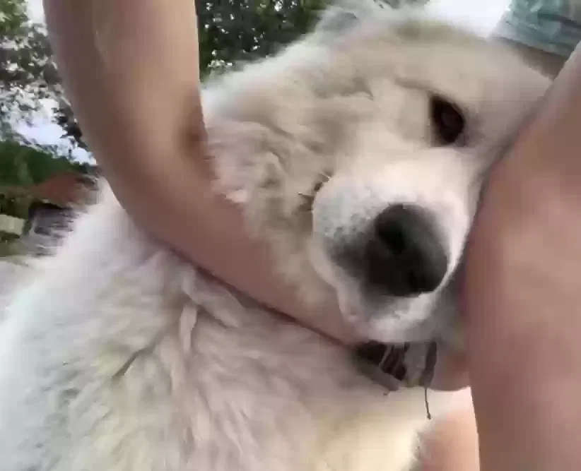 Lost dog in Smyrna, TN, 37167