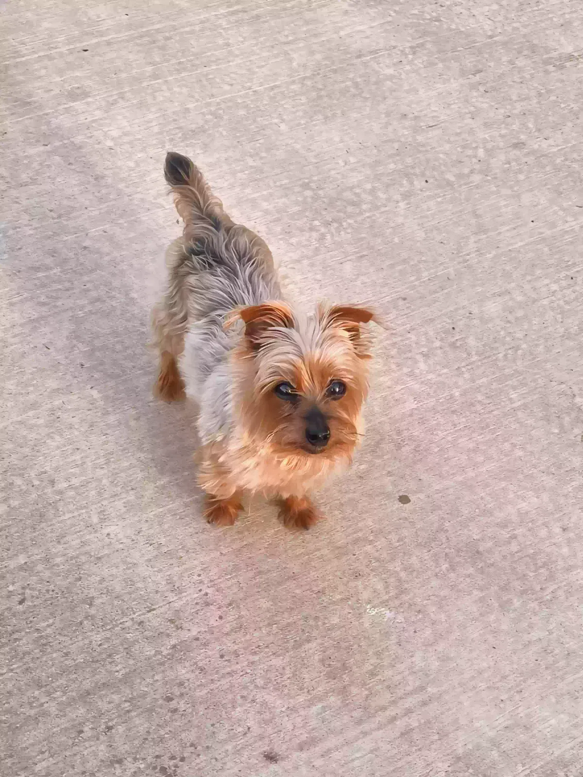 Lost dog in Elk Grove, CA, 95757