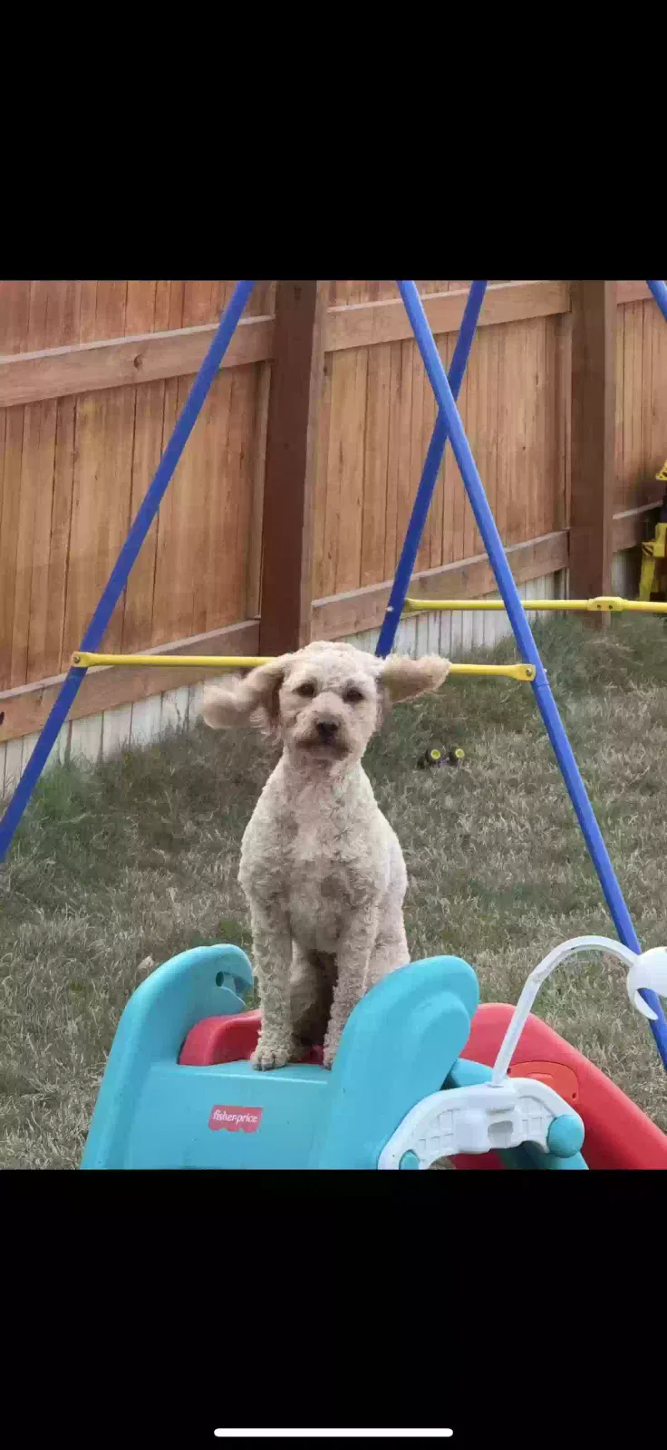 Lost dog in Adkins, TX, 78101