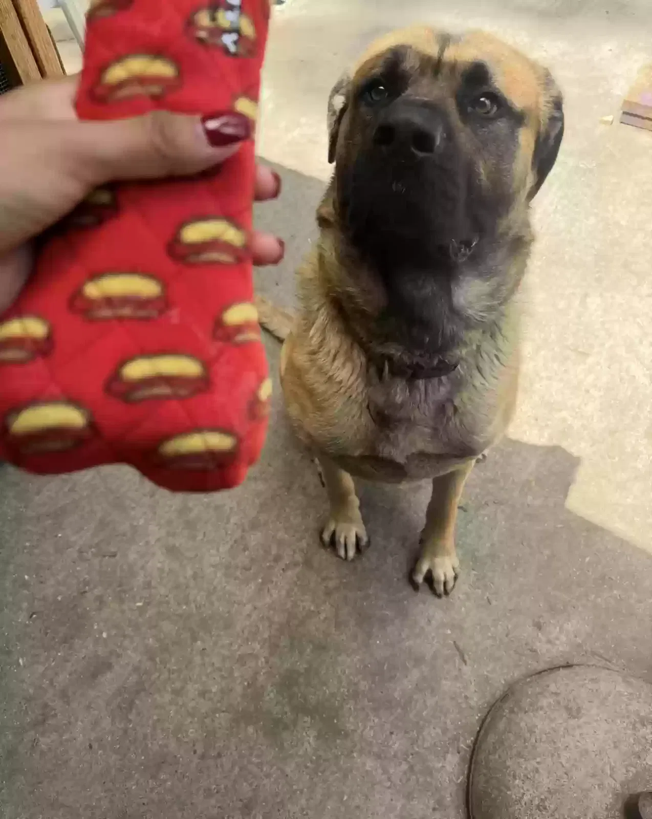 Lost dog in Napa, CA, 94559