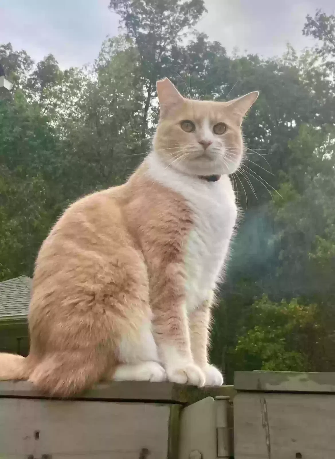 Lost cat in Owens Cross Roads, AL, 35763