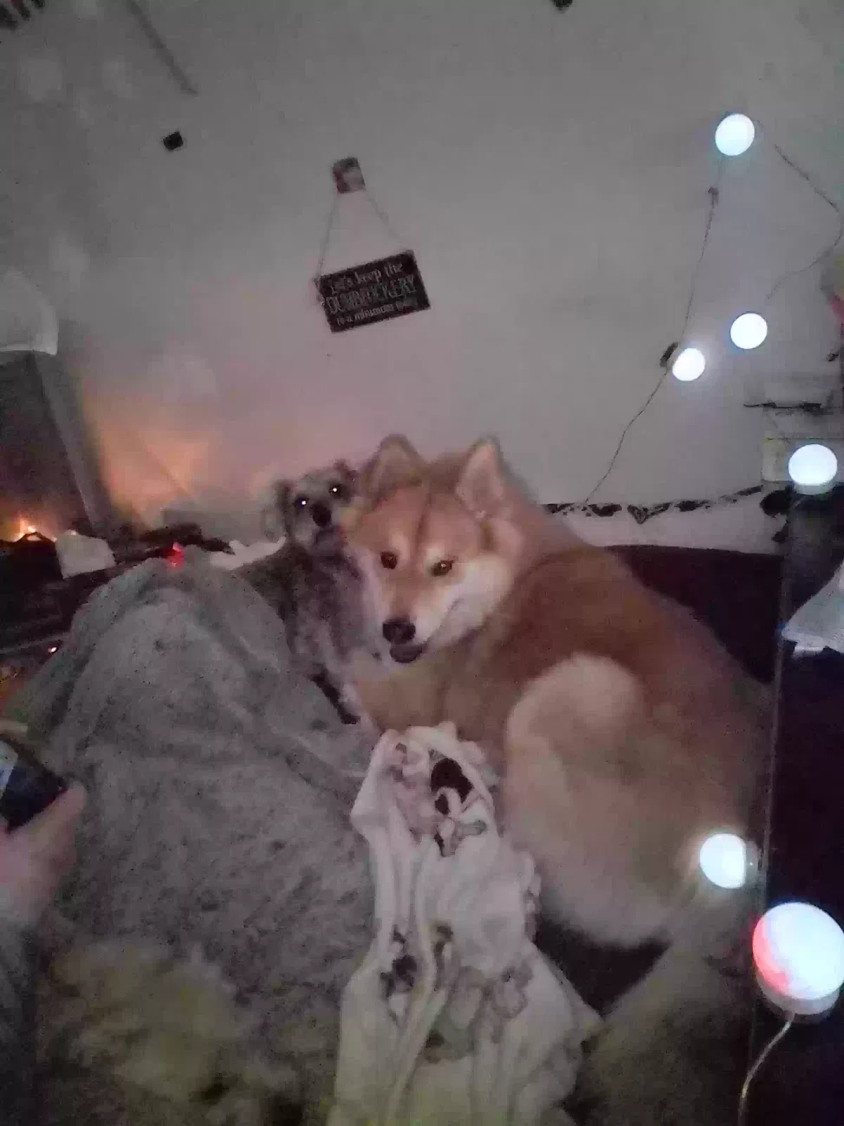 Lost dog in San Diego, CA, 92120