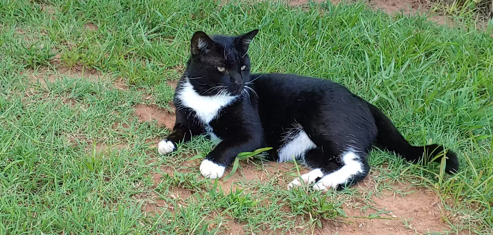 Lost cat in Unknown, NC, 28977