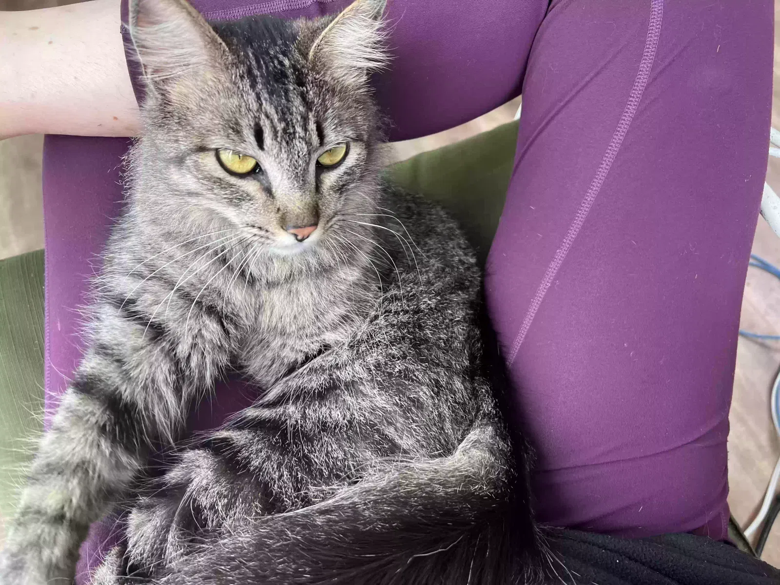 Lost cat in Unknown, CA, 9197