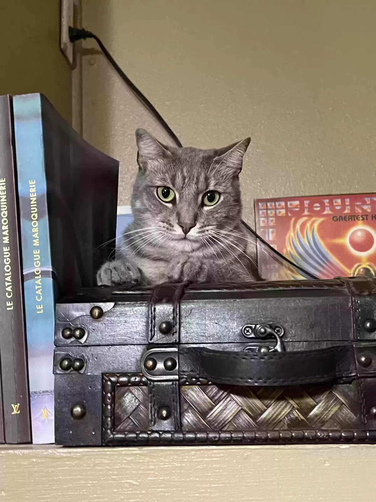 Lost cat in San Antonio, TX, 78222
