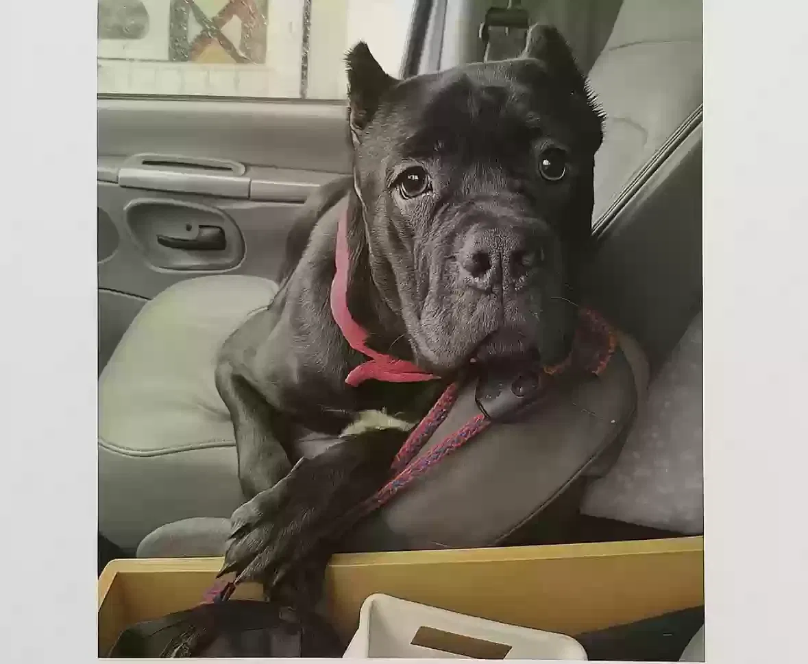 Lost dog in Bronx, NY, 10462