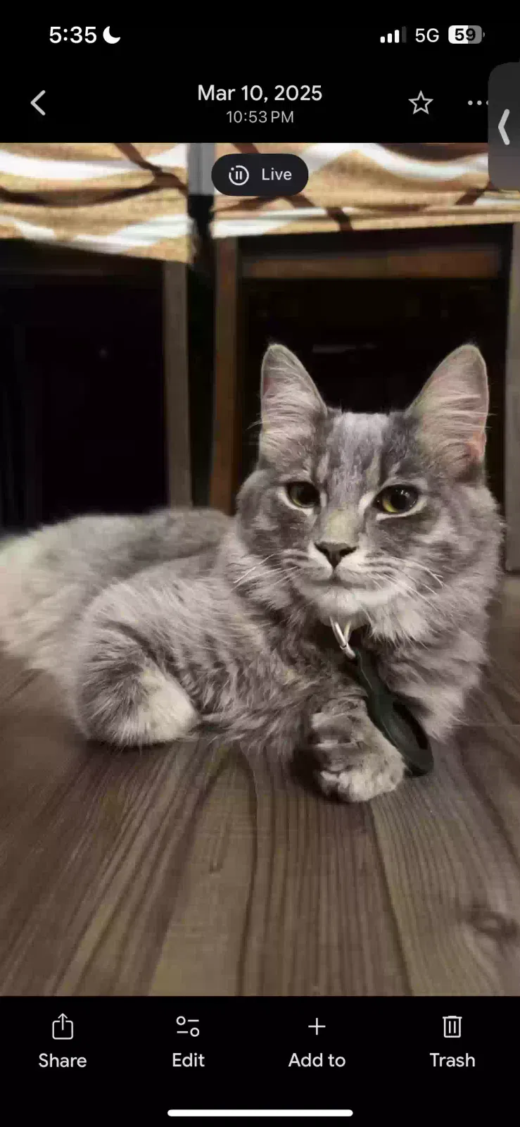 Lost cat in Pataskala, OH, 43062