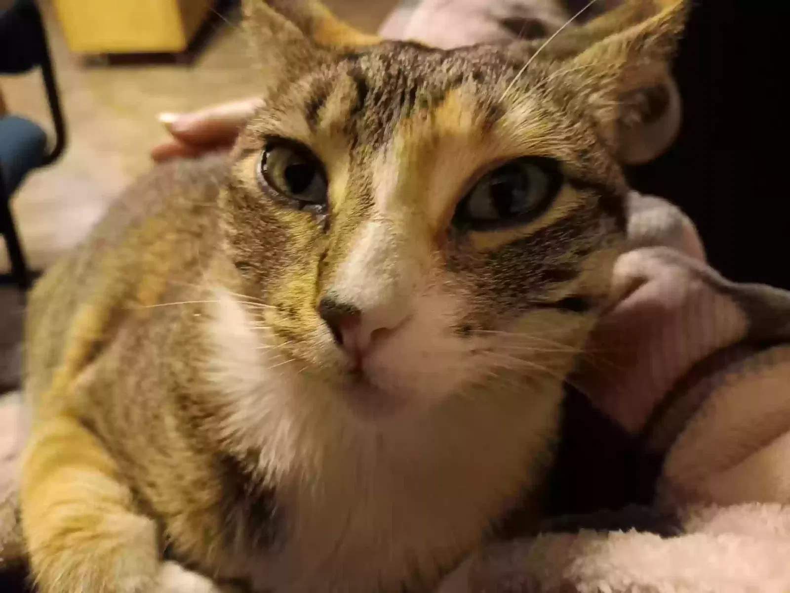 Lost cat in Rockford, IL, 61109