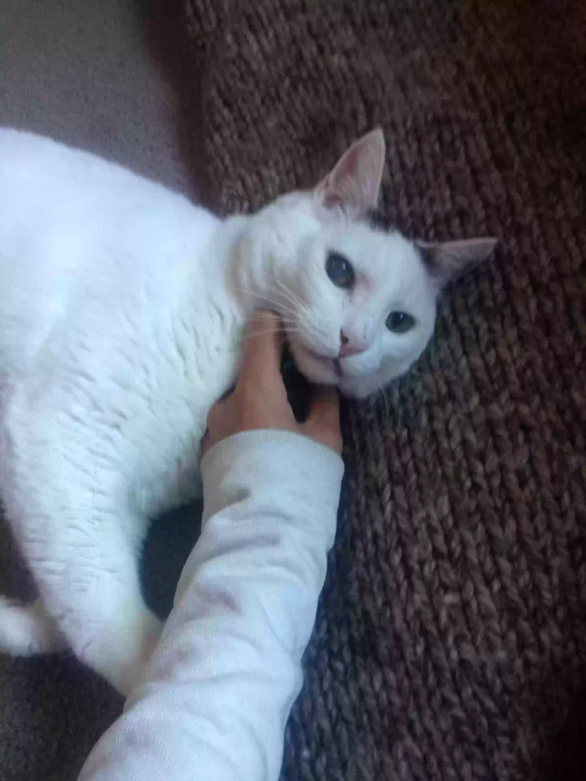 Lost cat in Salem, OR, 97303
