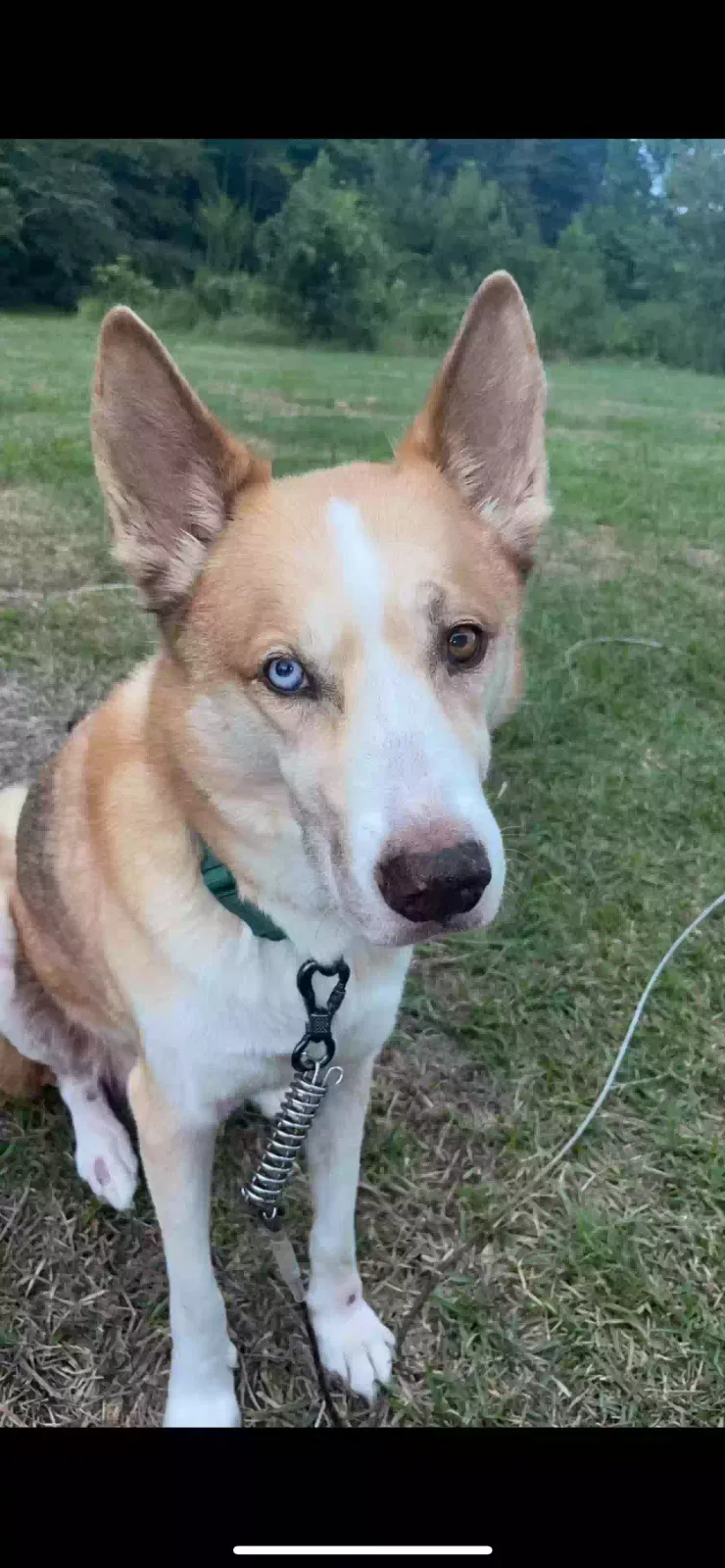 Lost dog in Lumber Bridge, NC, 28357