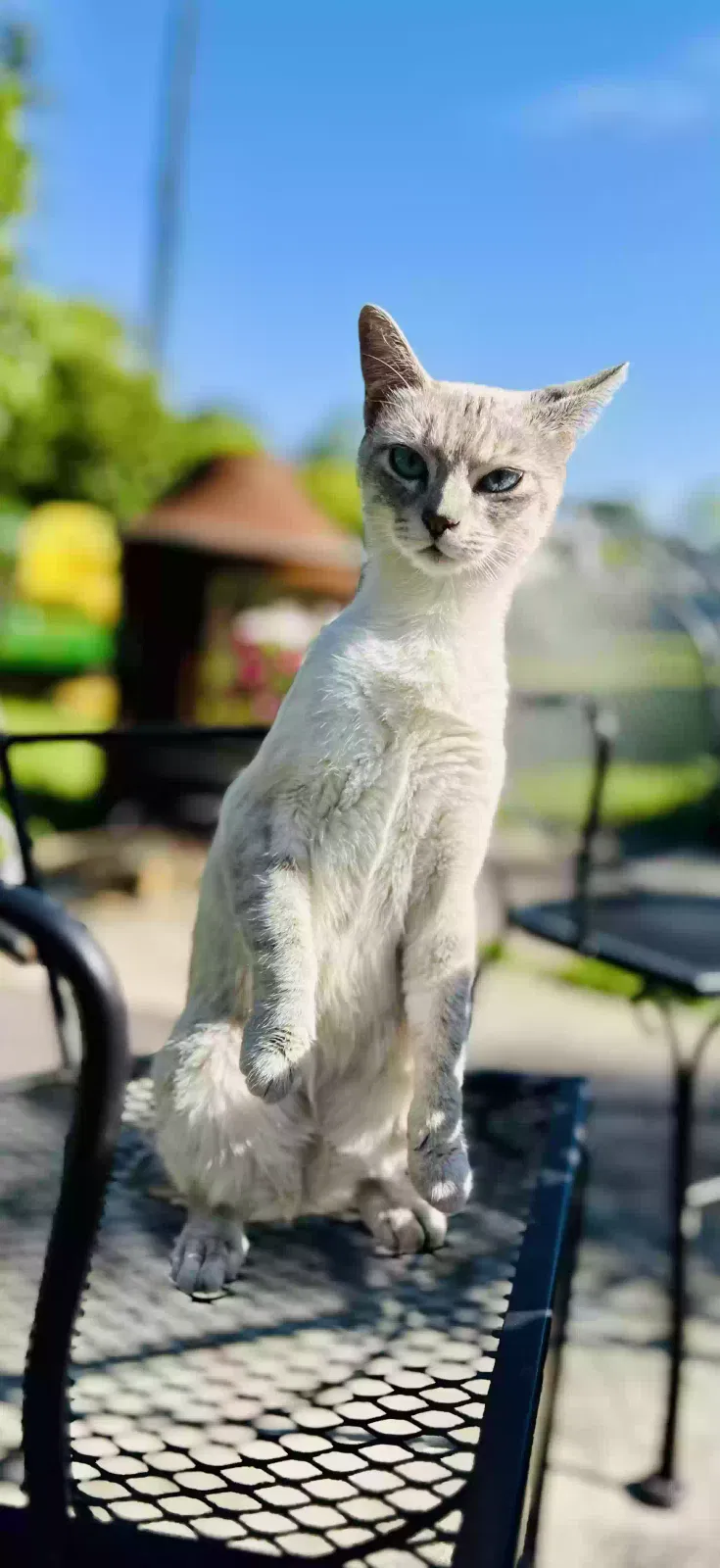 Lost cat in Ranger, GA, 30734