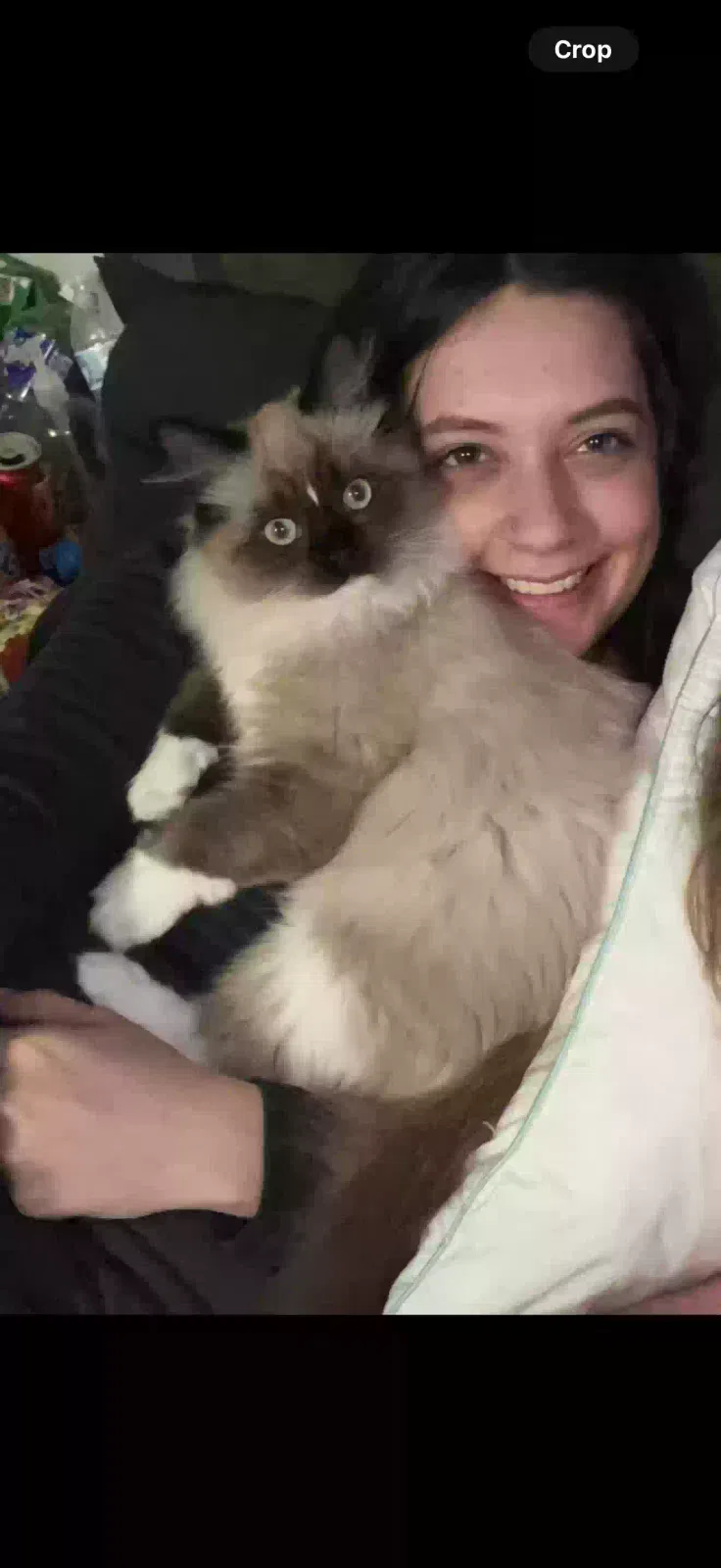 Lost cat in High Point, NC, 27265