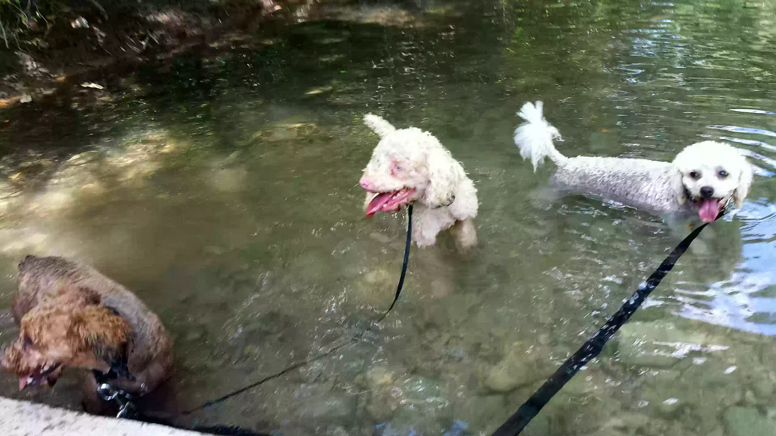 Lost dog in San Marcos, TX, 78666