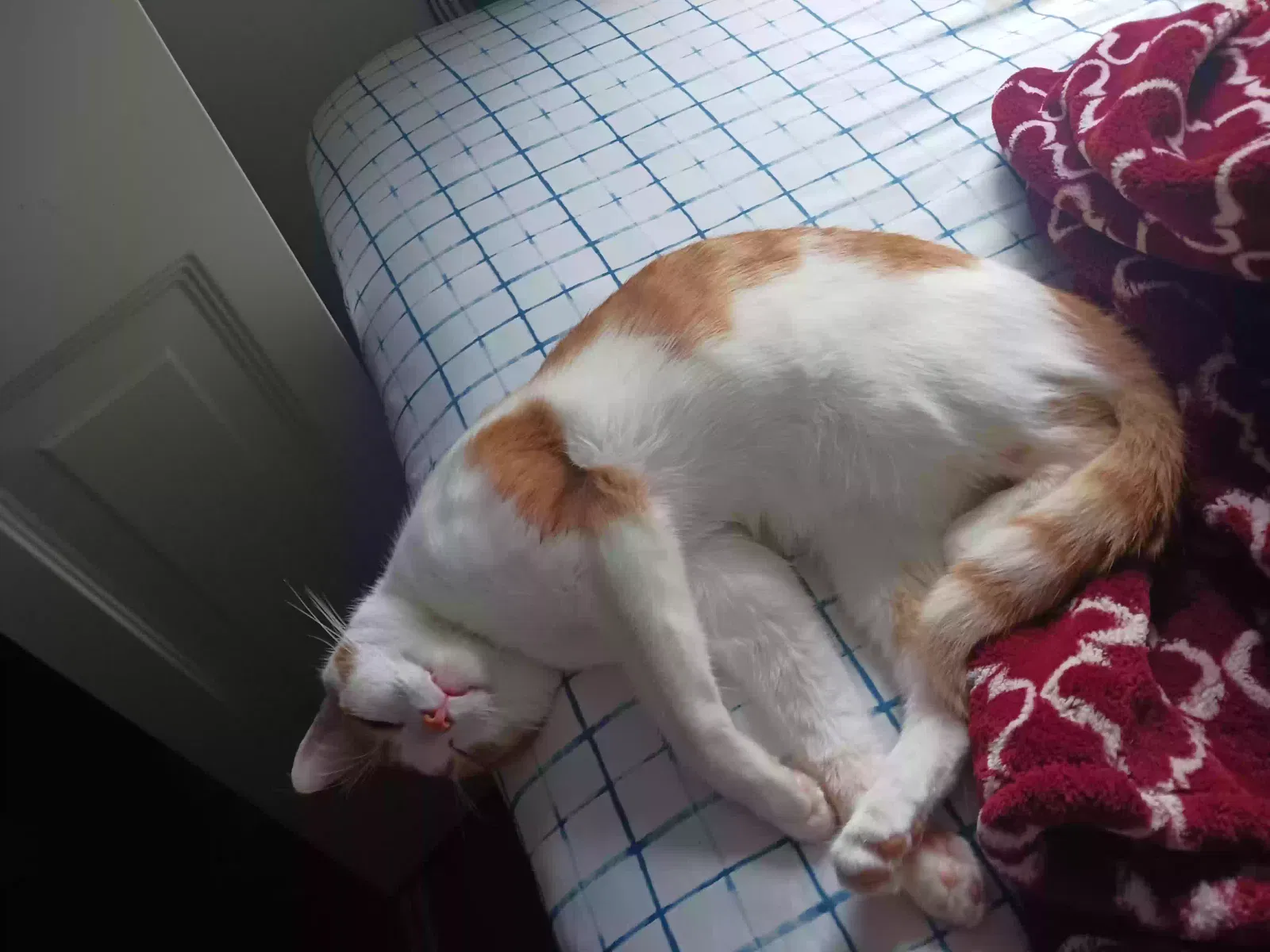 Lost cat in Woodbridge, VA, 22193