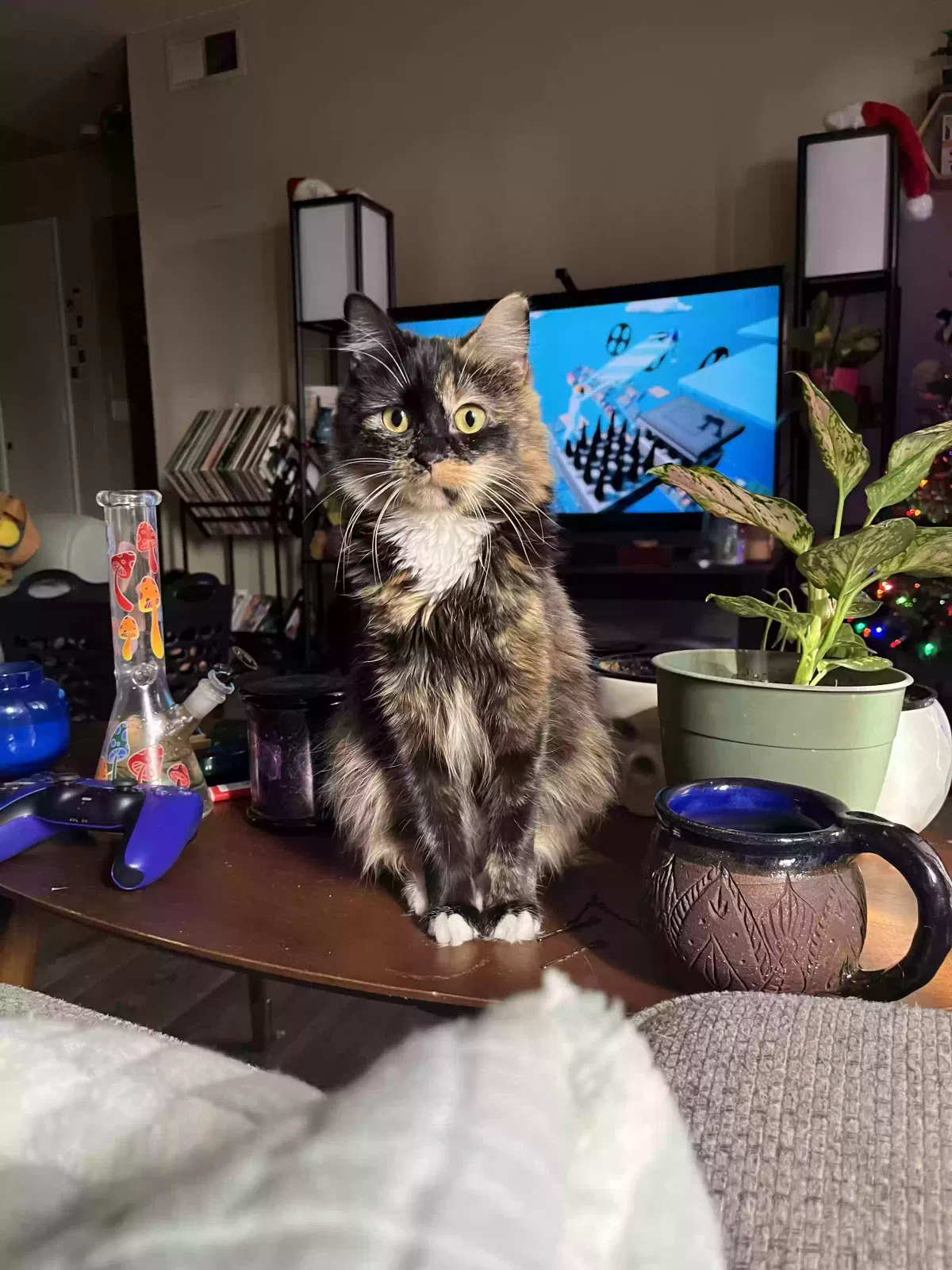 Lost cat in Avondale, AZ, 85392