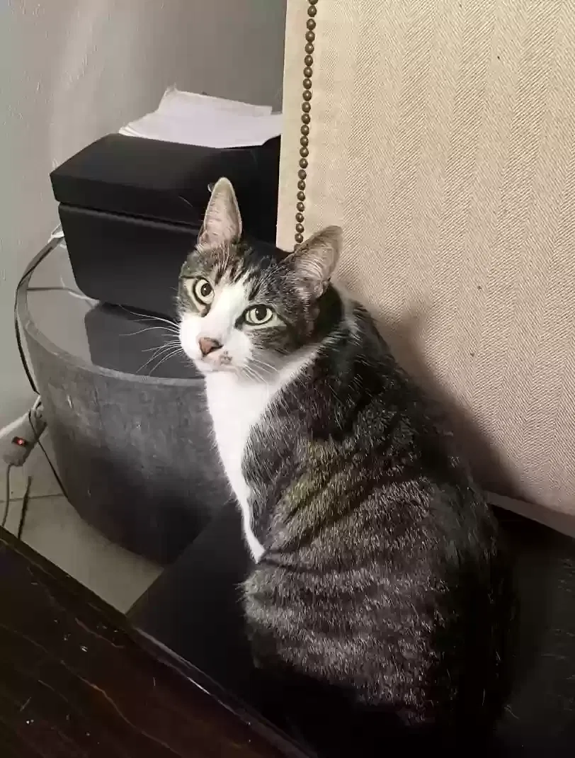Lost cat in Fort Worth, TX, 76133